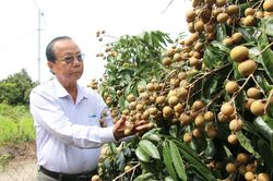Người đảng viên nặng lòng với trái nhãn
