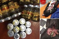 Phạt 70 triệu đồng người rao bán sản phẩm động vật hoang dã
