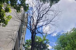Mất an toàn vì cây xanh chết khô