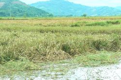 Đắk Lắk: Sau lũ lớn, hàng trăm hộ nông dân huyện Lắk trắng tay