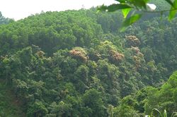 Cam Lộ: Giao toàn bộ hơn 1.700 ha rừng tự nhiên cho người dân chăm sóc, bảo vệ