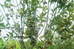 Kinh tế Triển vọng từ cây mắc ca