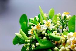 Hương hoa bưởi