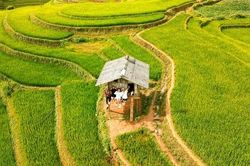 Ngắm nhìn mùa vàng Mù Cang Chải qua những bức hình check-in của giới trẻ