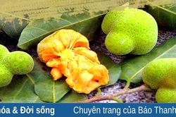 Mùa chay quê nhà!