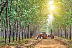 Ngày đầu trồng cao su trên đất Gia Lai