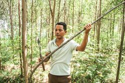 Linh Trường khai thác thế mạnh kinh tế rừng