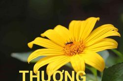 Thương lắm đóa cúc quỳ