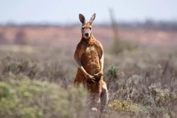 Kangaroo tấn công chủ đến chết ở Tây Australia