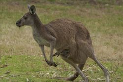 Hy hữu kangaroo tấn công người gây tử vong tại Australia