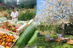 Rau muống, mùng tơi trong vườn nhà cổ ở Pháp