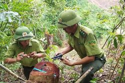 Phát hiện phá rừng trong khu vực Công ty Lâm nghiệp Đường 9 quản lý