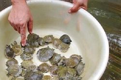 Nuôi loài cua lạ trong ao nhà mỗi năm lãi hàng trăm triệu