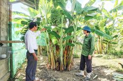 Phát triển kinh tế gia trại ở xã Tân Lập