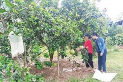 Kinh tế Nông nghiệp - Nông thôn Bưởi da xanh - Hướng đi mới của người dân Phong Xuân
