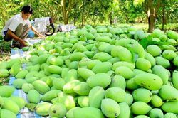 Gian lận 'hộ chiếu', tự chặn đường xuất trái cây sang Trung Quốc