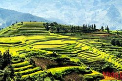 Khai hội 'Hương cốm mùa thu vàng' trên cao nguyên trắng Bắc Hà