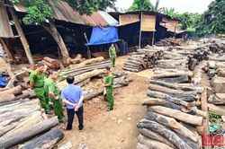 Phát hiện bãi tập kết trái phép hơn 60m3 gỗ quý ngay giữa trung tâm thành phố Buôn Ma Thuột