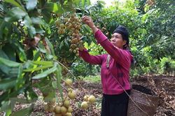 Sơn La khai thác lợi thế, mở rộng vùng sản xuất nông sản tập trung