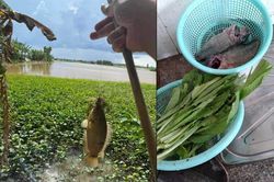 Cá rô canh cải!