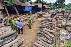 Xưởng cưa chứa gỗ lậu giữa lòng thành phố