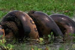 Trăn Anaconda nuốt trọn con mồi khổng lồ