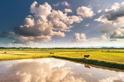 Thơ: Mẹ ơi