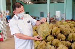 Công Thương qua góc nhìn báo chí ngày 19/9: Xuất khẩu sầu riêng sang Trung Quốc, giữ chữ tín để đi đường dài