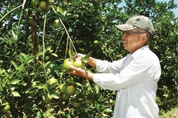 Kinh tế Nông nghiệp - Nông thôn Duy trì năng suất, chất lượng cam Nam Đông