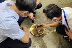 Hà Nội đang trong cao điểm dịch sốt xuất huyết