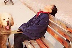 Con gái dắt 3 chú chó Ngao Tạng đi bộ mãi không về, bố đi tìm thấy cảnh tượng dở khóc dở cười