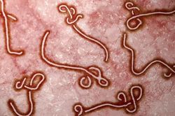 WHO công bố dịch Ebola (sốt xuất huyết Ebola) tại Uganda