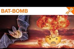Vũ khí 'bom dơi' độc chiêu trong thế chiến thứ hai