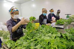 Hà Nội hỗ trợ phát triển kinh tế tập thể do phụ nữ làm chủ