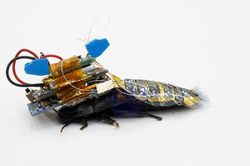 Nhật Bản phát minh gián lai robot cứu hộ động đất