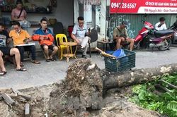 Cảnh báo, phạt đơn vị đào, chặt cây như 'đốn củi' trên vỉa hè Hà Nội