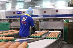 Doanh nghiệp chăn nuôi chuyển đổi số