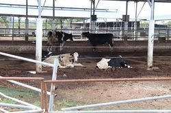 Bình Thuận: Thu hồi dự án chăn nuôi bò sữa công nghệ cao vì 'đắp chiếu' nhiều năm