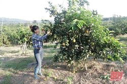 Phát triển kinh tế trang trại gắn với xây dựng thương hiệu nông sản