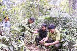 Đẩy mạnh phát triển kinh tế dưới tán rừng