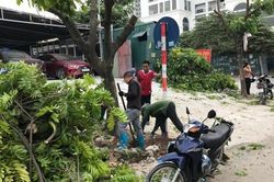 Hà Nội: Làm rõ trách nhiệm trong vụ chặt cây trên đường Nguyễn Xiển