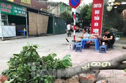 Hà Nội rà soát, kiểm điểm, làm rõ trách nhiệm vụ 'chặt cây như đốn củi'