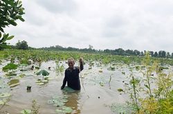 Gắn bó cùng… sen!