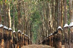 'Vàng trắng' nơi miền đất đỏ