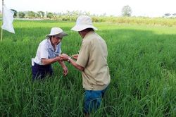 Năm 2030: 90% diện tích lúa, rau màu, cây ăn quả… được quản lý chăm sóc sức khỏe cây trồng
