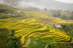 Hình ảnh sắc vàng phủ kín ruộng bậc thang ở vùng cao Hà Giang