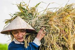 Ấn Độ cấm xuất khẩu gạo: Rủi ro lớn nếu doanh nghiệp Việt găm hàng đẩy giá