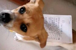 Chó cưng đi lạc nhiều ngày trở về với 1 tờ giấy trên lưng, chủ vừa đọc vừa 'tăng xông'