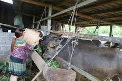 Phát triển chăn nuôi đại gia súc ở Bát Xát