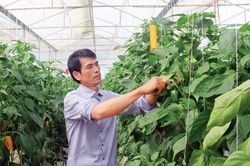 Mở rộng liên kết sản xuất và tiêu thụ nông sản
